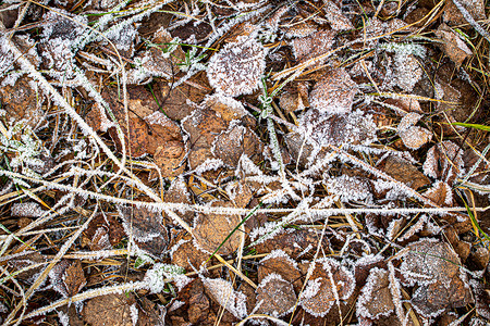 棕色落叶在秋末或冬季初时涂满了橡皮霜叶子水晶天气绿色植物白色去角化霜花宏观季节背景图片