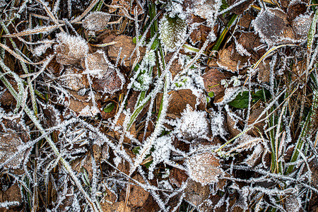 棕色落叶在秋末或冬季初时涂满了橡皮霜季节去角化叶子天气白色绿色宏观霜花水晶植物背景图片
