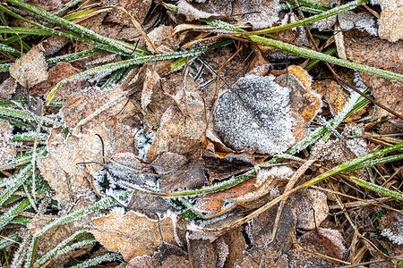 棕色落叶在秋末或冬季初时涂满了橡皮霜叶子水晶白色绿色植物霜花宏观季节去角化天气背景图片