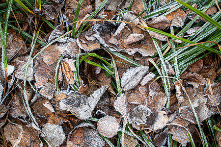 棕色落叶在秋末或冬季初时涂满了橡皮霜天气霜花白色叶子绿色植物水晶季节去角化宏观背景图片