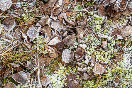 棕色落叶在秋末或冬季初时涂满了橡皮霜宏观季节叶子去角化白色植物霜花天气水晶绿色背景图片
