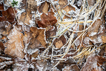 棕色落叶在秋末或冬季初时涂满了橡皮霜绿色叶子白色水晶天气去角化霜花宏观季节植物背景图片