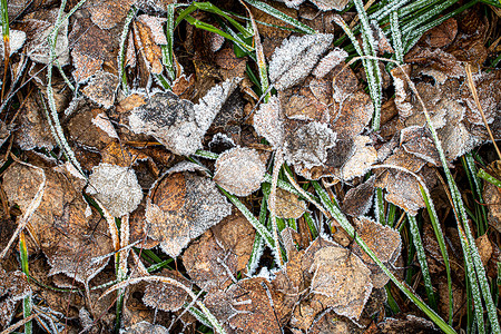 棕色落叶在秋末或冬季初时涂满了橡皮霜白色水晶霜花叶子天气宏观植物季节去角化绿色背景图片