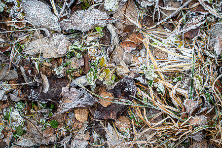 棕色落叶在秋末或冬季初时涂满了橡皮霜季节水晶宏观白色叶子去角化绿色霜花植物天气背景图片