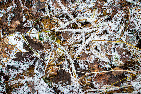 棕色落叶在秋末或冬季初时涂满了橡皮霜去角化植物叶子季节宏观水晶霜花天气白色绿色背景图片