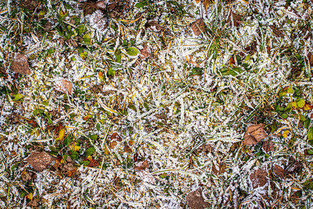 棕色落叶在秋末或冬季初时涂满了橡皮霜季节叶子白色水晶宏观天气植物去角化霜花绿色背景图片