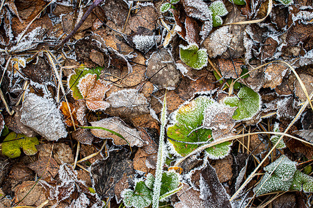 棕色落叶在秋末或冬季初时涂满了橡皮霜水晶天气霜花宏观季节绿色叶子去角化植物白色背景图片