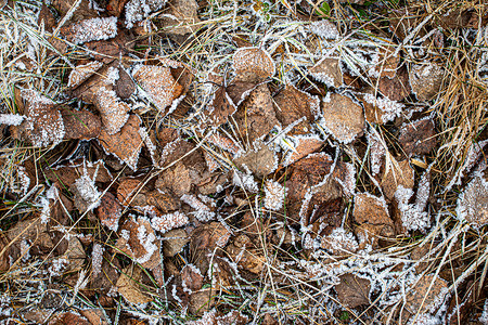 棕色落叶在秋末或冬季初时涂满了橡皮霜天气水晶宏观去角化植物白色叶子绿色季节霜花背景图片