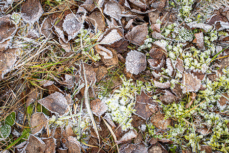 棕色落叶在秋末或冬季初时涂满了橡皮霜天气季节宏观白色霜花水晶绿色去角化植物叶子背景图片