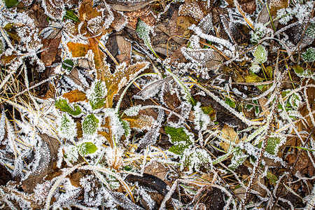 棕色落叶在秋末或冬季初时涂满了橡皮霜去角化白色水晶霜花宏观植物叶子天气季节绿色背景图片