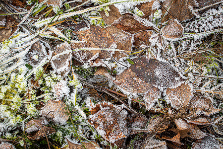 棕色落叶在秋末或冬季初时涂满了橡皮霜季节植物天气水晶叶子白色宏观霜花去角化绿色背景图片