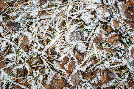 棕色落叶在秋末或冬季初时涂满了橡皮霜水晶霜花绿色天气季节去角化叶子宏观植物白色背景图片