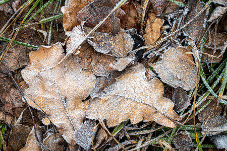 棕色落叶在秋末或冬季初时涂满了橡皮霜季节植物霜花白色水晶天气宏观去角化叶子绿色背景图片