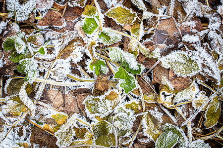 棕色落叶在秋末或冬季初时涂满了橡皮霜霜花天气宏观叶子去角化季节植物绿色水晶白色背景图片