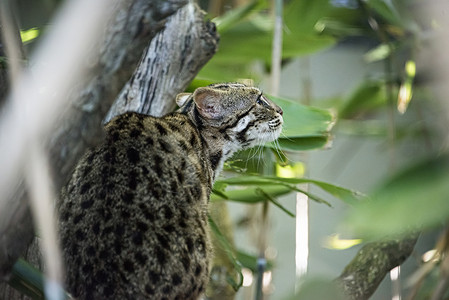 被囚禁的豹猫眼睛绿色条纹哺乳动物生存毛皮蛲虫荒野捕食者信托背景