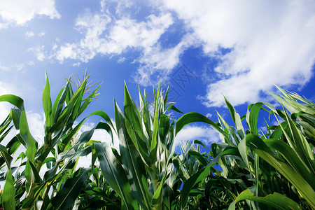 有蓝天的玉米树高清图片