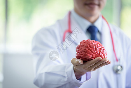 高级亚洲科学家拥有大脑模型 他有脑部模型背景图片