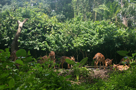 万代兰新加坡曼代湖新加坡动物园鹿鹿背景