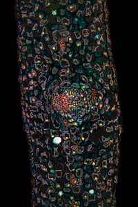 帕西米斯节暗外层的螺旋托交叉剖面 100x黑色蓝色组织红色细胞暗场渡槽辉光植物科学背景