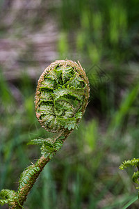 森林土壤蕨菜绿色的高清图片