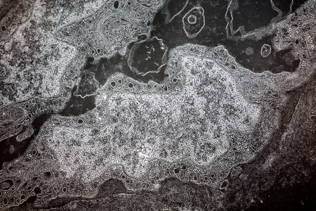 万客隆金鱼细胞在电子微型巡警下面科学动物显微镜考试宏观药品插图背景