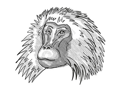猴子头部素材Gelada 猴子卡通回溯光绘图背景