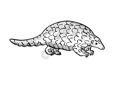 濒危野生生物卡通单线绘图(Pangolin或)高清图片