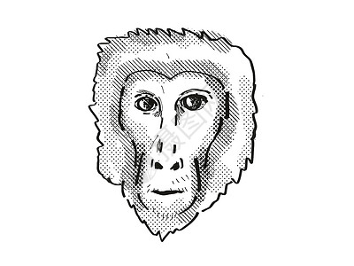 猴子头阿萨姆·马卡克猴子漫画回溯性绘图背景