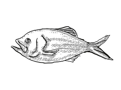 新西兰鱼装饰回溯性绘图(新西兰)背景图片