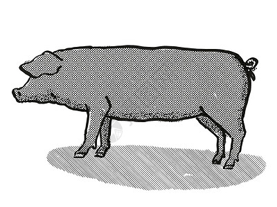 猪形象大型黑猪养殖卡通回溯光绘图背景