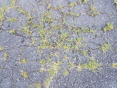 沥青和杂草沥青或铺有草和裂缝的行人损害风化植物群杂草植物地面植物学路面背景