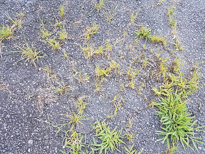 沥青和杂草沥青或铺有草和裂缝的行人路面风化植物损害植物学地面植物群杂草背景