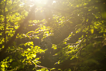 以林为后光 光明和阴影树木风景反省晴天背光绿色树叶太阳环境木头背景图片