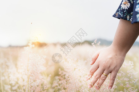 紧贴着女人的手掌 从田里的花朵中滑过花园农村草地享受喜悦女孩幸福自由假期场地背景图片