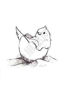 幼儿卡通背景蛋壳里的鸟躺在沙滩上 白色背景上的线条画卡通风格插图 单色素描 宠物艺术品广告 着色书 幼儿教科书的设计背景