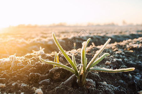 在寒冷的日子里 发芽洋葱的冷冻绿叶 冻结作物 收获死亡 不可预测的天气和全球气候不稳定 过去作物的残余物在春天生长背景