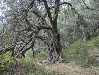 老橄榄树树干乡村的高清图片