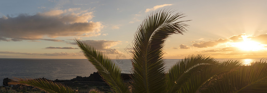 微微别霍加那利岛的La Palma岛上棕榈树叶环绕着光滑的太阳背景