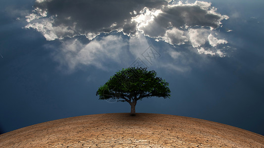 生命树自由戏剧性生活阳光祝福土地空气植物群地面生态背景图片