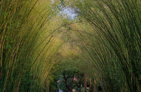 竹子和路素材隧道竹子的自然景观和自然光景旅游生态人行道林地森林丛林文化花园地标公园背景