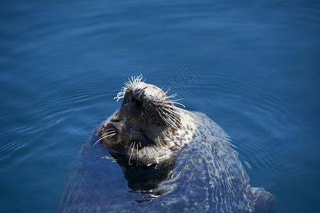 蓝色小海豹海岸胖的高清图片