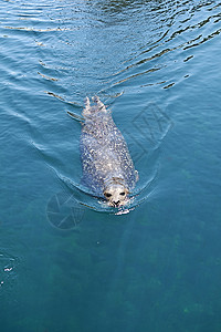狗海豹穿过水面游泳的普通海豹背景