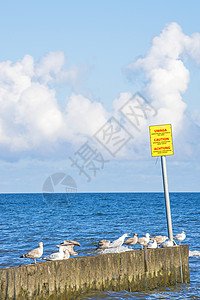 海鸥png波罗的海有危险标志的格罗因人历史性邮政鞭策假期码头冲浪桌子天气盘子绿色背景