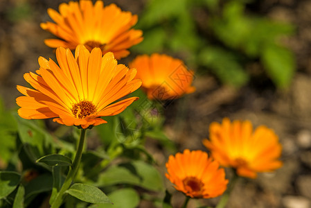 Calendula 药用植物康复皮肤软膏奶油疗法药品制药自然医疗背景