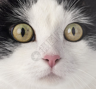 工作室的流浪猫双色猫科白色宠物成人动物野猫黑色背景图片