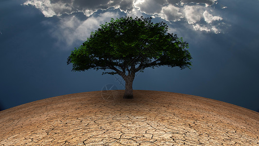 生命树自由空气土地环境天堂戏剧性叶子地面地球生长背景图片