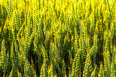 夜光植物绿色的青黑麦耳朵被太阳的夜光照亮背景农村玉米食物国家栽培晴天粮食谷物农田背景