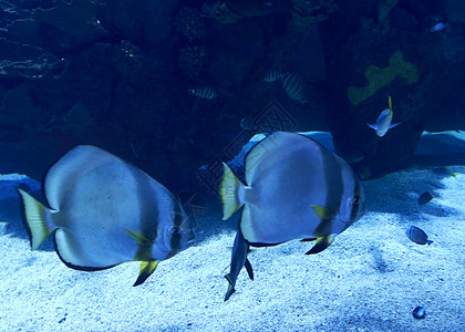 市场管销金鳍鱼在海中游泳水族馆呼吸管动物团体栖息地科学环境场景荒野热带背景