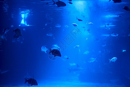 金鳍鱼在海中游泳旅行水族馆栖息地生物学动物探索潜水场景呼吸管荒野背景图片