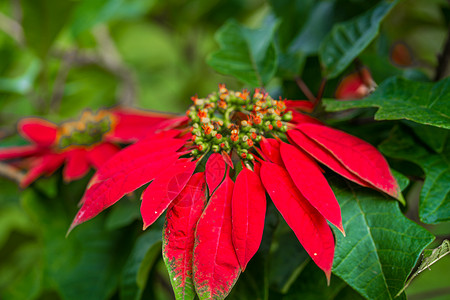 花瓣树叶素材大戟是一种美丽的一品红绿色植物 叶子鲜红 圣诞假期 流行的季节性装饰花园礼物装饰品植物群庆典传统星星风格花瓣问候背景